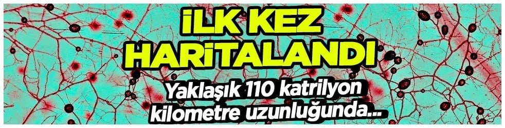 Akıl almaz yer altındaki dev mantar ağı ilk kez haritalandı: Bilimi ayağa kaldıracak... Uzmanlar ele alındı