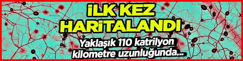 Akıl almaz yer altındaki dev mantar ağı ilk kez haritalandı: Bilimi ayağa kaldıracak... Uzmanlar ele aldı