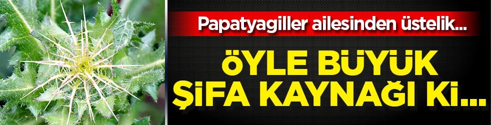 Akkız ve mübarek otu da deniyor... Şevketi bostan otu nedir, ne işe yarar? Şevketi bostan bitkisi faydaları