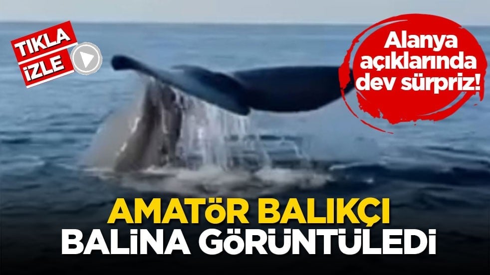 Alanya açıklarında dev sürpriz! Amatör balıkçı balina görüntüledi