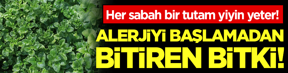 Alerjiyi başlamadan bitiriyor: Her sabah bir tutam yemek yeterli!