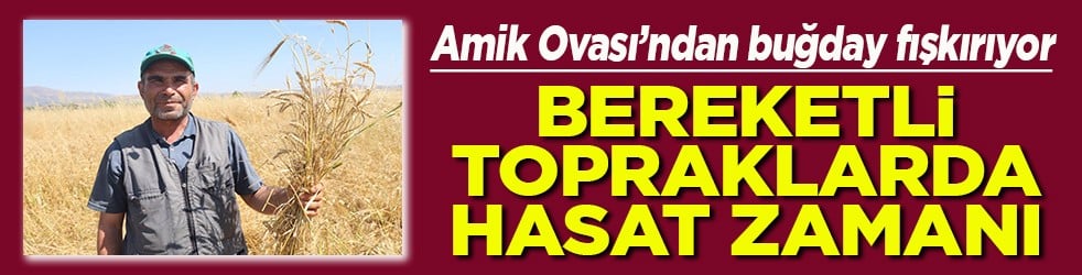 Amik Ovası’ndan buğday fışkırıyor Bereketli topraklarda hasat zamanı