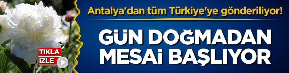 Antalya'dan tüm Türkiye'ye gönderiliyor! Gün doğmadan mesai başlıyor