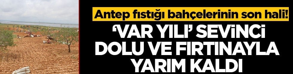 Antep fıstığı bahçelerinin son hali! ‘Var yılı’ sevinci dolu ve fırtınayla yarım kaldı