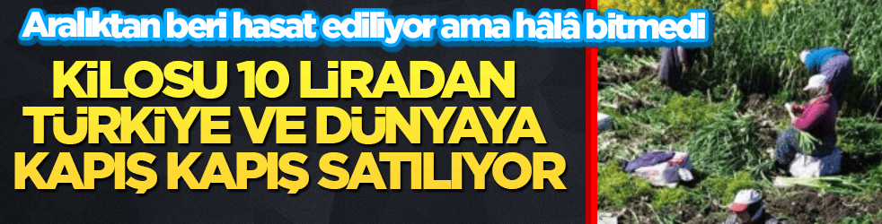 Aralıktan beri hasat ediliyor ama hâlâ bitmedi! Kilosu 10 liradan Türkiye ve dünyaya kapış kapış satılıyor