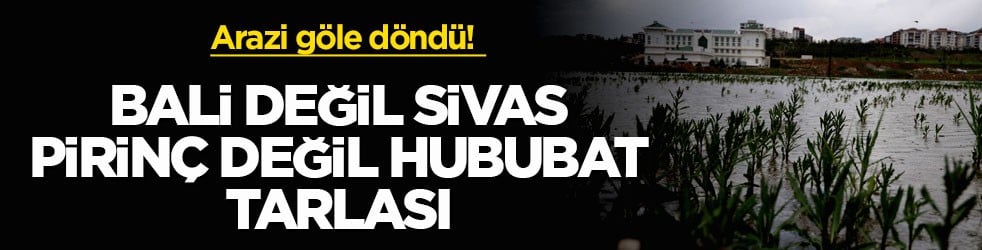 Arazi göle döndü! Bali değil Sivas, pirinç değil hububat tarlası