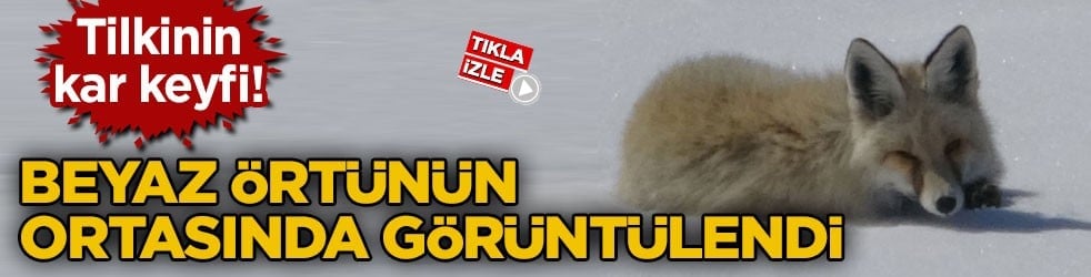 Ardahan’da tilkinin kar keyfi! Beyaz örtünün ortasında görüntülendi