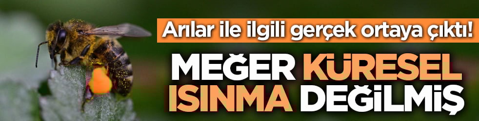 Arılar ile ilgili gerçek ortaya çıktı! Meğer küresel ısınma değilmiş
