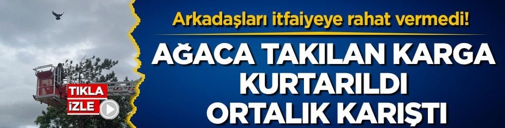 Arkadaşları itfaiyeye rahat vermedi! Ağaca takılan karga kurtarıldı, ortalık karıştı