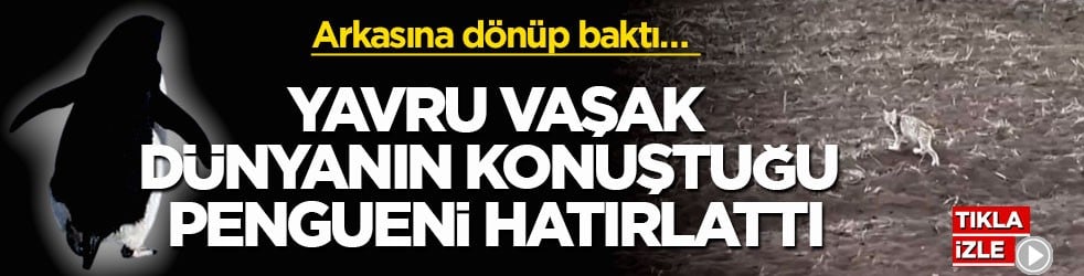 Arkasına dönüp baktı… Yavru vaşak dünyanın konuştuğu pengueni hatırlattı