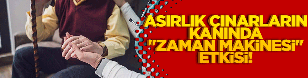 Asırlık çınarların kanında "zaman makinesi" etkisi! SWISS100 araştırmasından çarpıcı sonuçlar