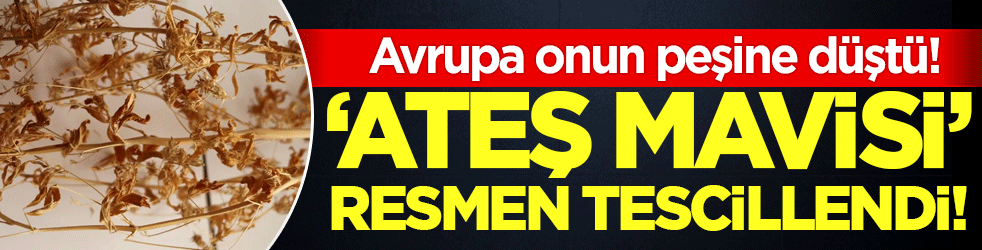 'Ateş mavisi' resmen tescillendi: Avrupa'nın peşine düştüğü bitki!