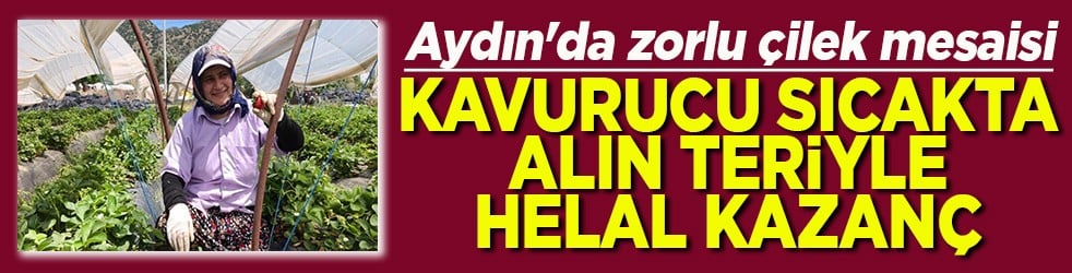 Aydın'da çilek mesaisi Kavurucu sıcakta alın teriyle helal kazanç