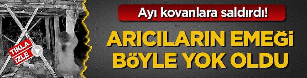 Ayı kovanlara saldırdı! Arıcıların emeği böyle yok oldu