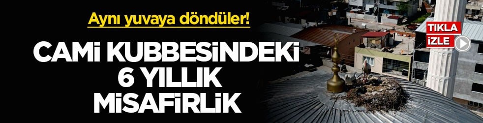 Aynı yuvaya döndüler! Cami kubbesindeki 6 yıllık misafirlik