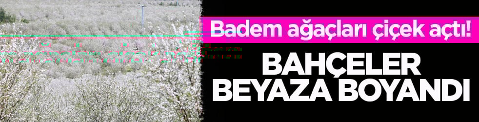 Badem ağaçları çiçek açtı! Bahçeler beyaza boyandı