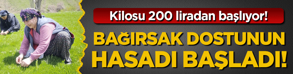 Bağırsak dostunun hasadı başladı! Kilosu 200 liradan başlıyor!