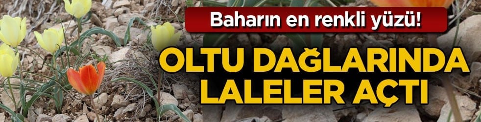 Baharın en renkli yüzü! Oltu dağlarında laleler açtı