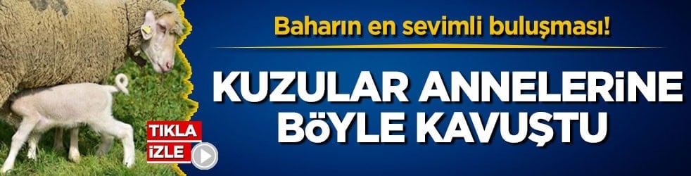 Baharın en sevimli buluşması! Kuzular annelerine böyle kavuştu