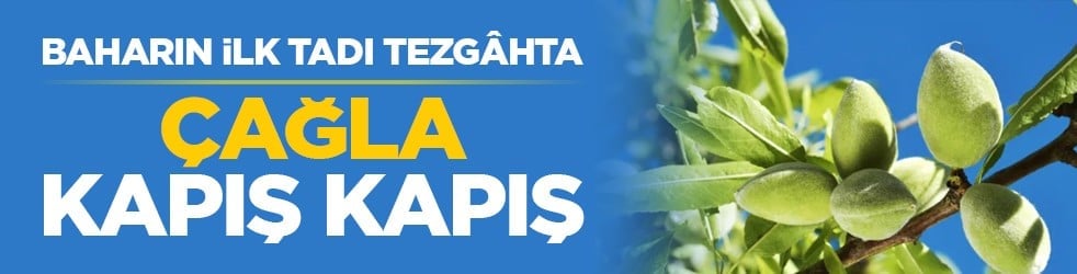 Baharın ilk tadı tezgâhta: Çağla kapış kapış