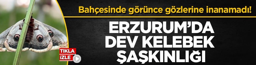 Bahçesinde görünce gözlerine inanamadı! Erzurum’da dev kelebek şaşkınlığı