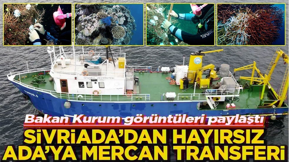 Bakan Kurum görüntüleri paylaştı Sivriada'dan Hayırsız Ada'ya mercan transferi
