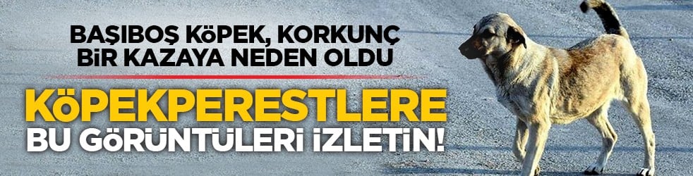 Başıboş köpek, korkunç bir kazaya neden oldu! Köpekperestlere bu görüntüleri izletin!