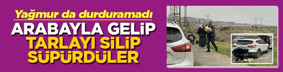 Bedavacıları yağmur da durduramadı Arabalarla gelip tarlayı silip süpürdüler