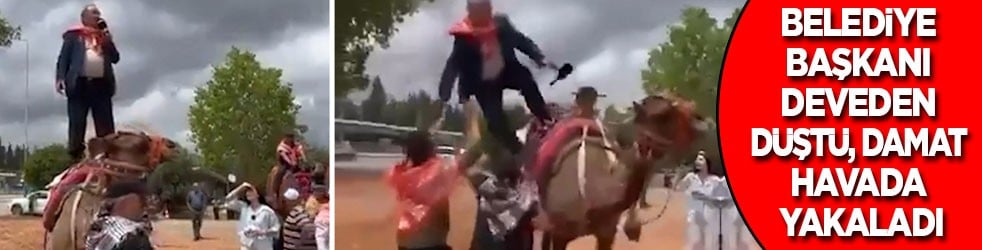 Belediye Başkanı deveden düştü, damadı havada yakaladı