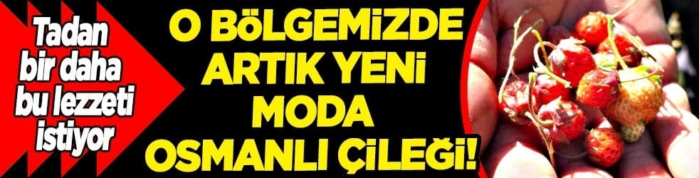 Bilecik'te güçlü destek! Yeni proje örnek olurken Balıkesir'in çileği daha değerli hale geldi... Yakın ilgi gördü 