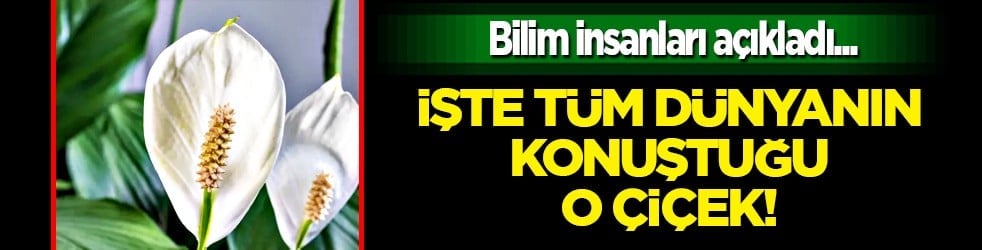 Bilim insanları açıkladı: Evin havasını filtre gibi temizliyor! NASA bile işaret etti