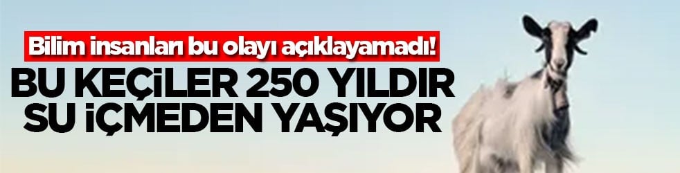 Bilim insanları bu olayı açıklayamadı! Bu keçiler 250 yıldır su içmeden yaşıyor