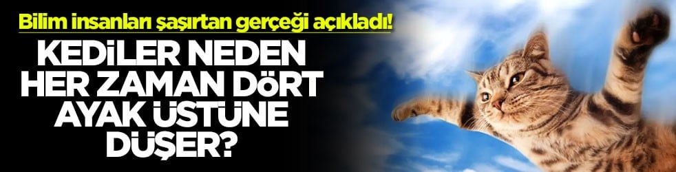 Bilim insanları şaşırtan gerçeği açıkladı! Kediler neden her zaman dört ayak üstüne düşer?
