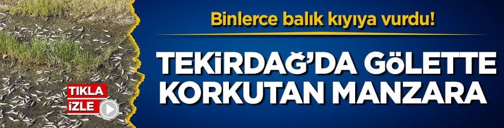 Binlerce balık kıyıya vurdu! Tekirdağ’da gölette korkutan manzara