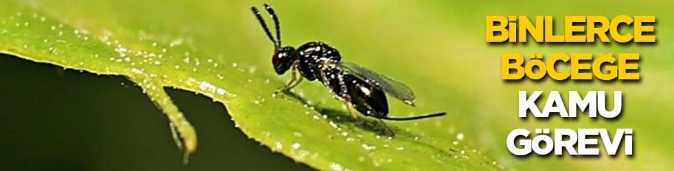 Binlerce böceğe kamu görevi!