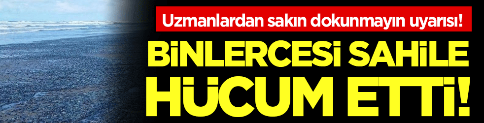 Binlercesi sahile hücum etti! Uzmanlardan sakın dokunmayın uyarısı!