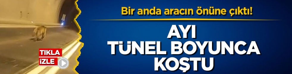 Bir anda aracın önüne çıktı! Ayı tünel boyunca koştu
