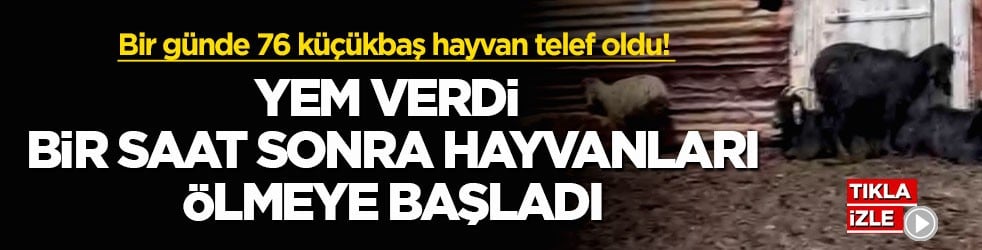 Bir günde 76 küçükbaş hayvan telef oldu! Yem verdi, bir saat sonra hayvanları ölmeye başladı