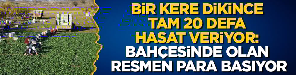 Bir kere dikince tam 20 defa hasat veriyor: Bahçesinde olan resmen para basıyor