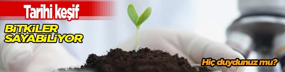 Bitkiler sayabiliyor! Bilim dünyasının bakışını kökten değişebilir: Zeka tanımımızı sarsan tarihi keşif