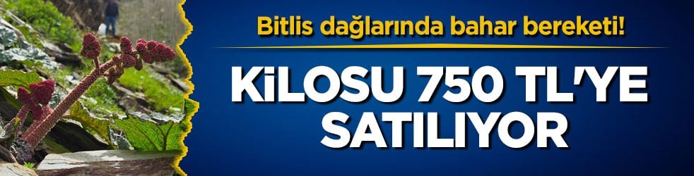Bitlis dağlarında bahar bereketi! Kilosu 750 TL'ye satılıyor