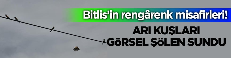 Bitlis’in rengârenk misafirleri: Arı kuşları böyle görsel şölen sundu