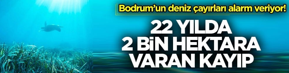 Bodrum’un deniz çayırları alarm veriyor! 22 yılda 2 bin hektara varan kayıp