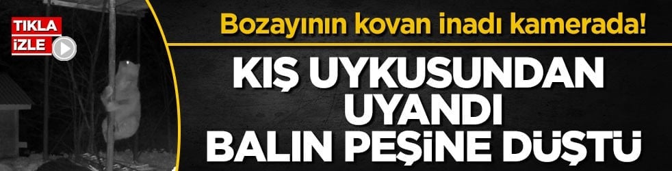 Bozayının kovan inadı kamerada! Kış uykusundan uyandı, balın peşine düştü