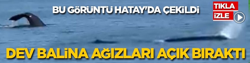 Bu görüntü Hatay'da çekildi! Dev balina ağızları açık bıraktı