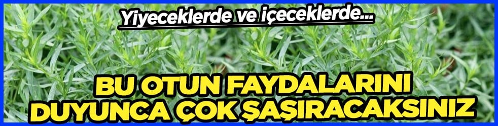 Bu otun faydalarını okuyunca çok şaşıracaksınız... Tarhun otu nedir? Tarhun otu faydaları nelerdir?
