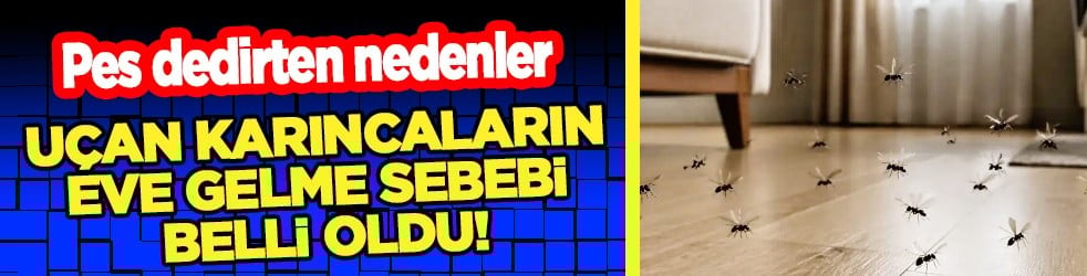 Buluşma noktası olabilir mi? Uçan karıncaların eve gelme sebebi belli oldu! Pes dedirten nedenler