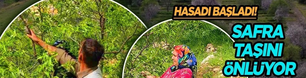 Bunu yaparsanız... Mucize besin, doğru kullanıldığı zaman safra taşını önlüyor! Mersin'de hasadı başladı