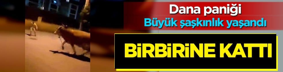 Bursa'da dana paniği! Sebebi şaşırttı: Kaçan kurbanlık ortalığı birbirine kattı... Kimse engel olamadı