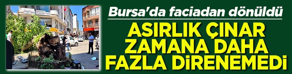 Bursa'da faciadan dönüldü Asırlık çınar zamana daha fazla direnemedi